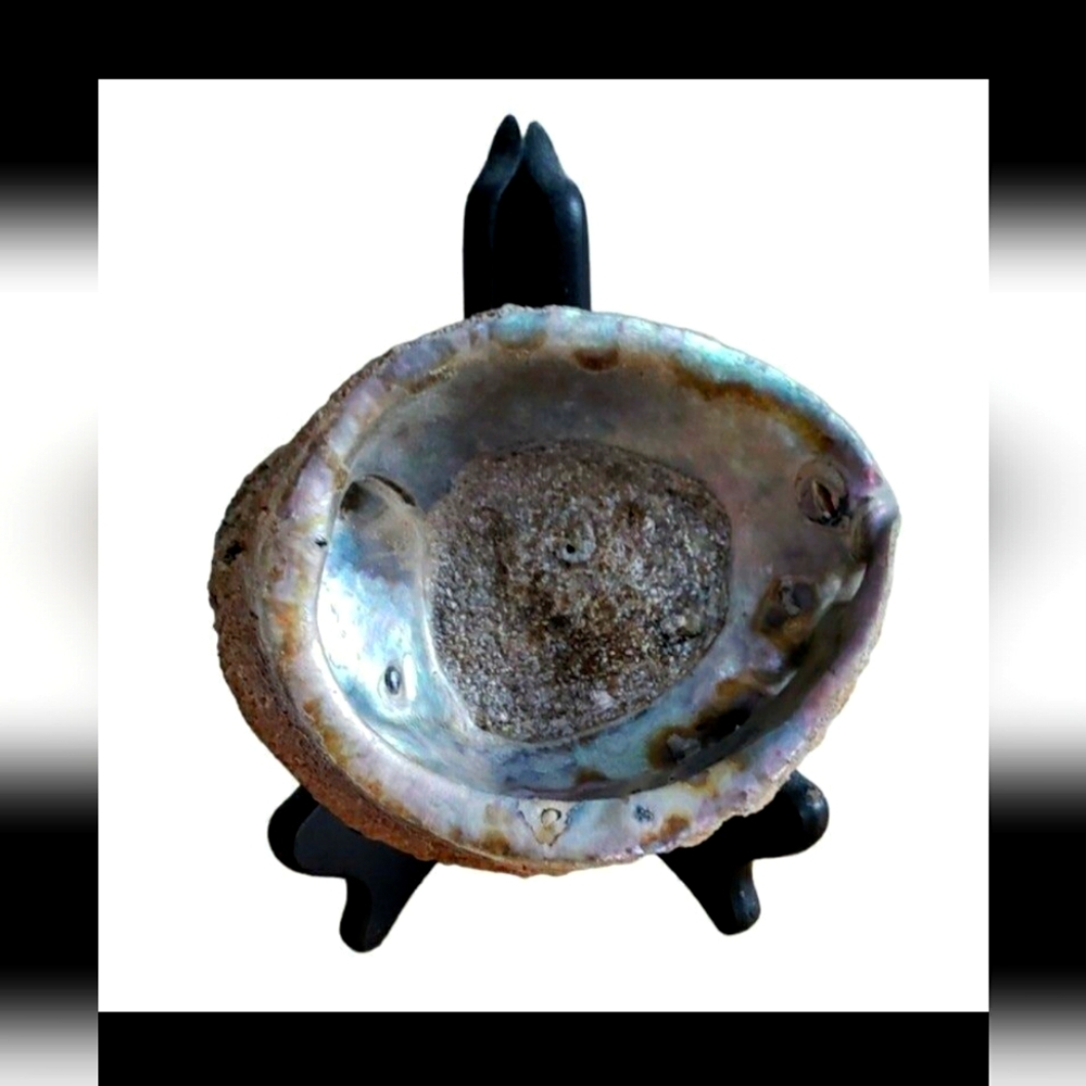 Exquisite Natural Shell 5 7/8" with stand
